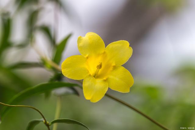 迎春花形态特征和养护方法简介