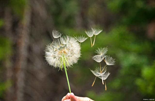 蒲公英图形态特征和养护方法简介