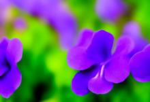 紫罗兰是什么样子