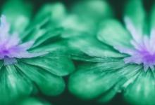 冰种紫罗兰飘绿花