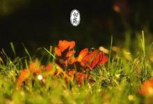 2023年白露后多久才冷