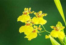 ​被子植物有哪些被子植物又叫什么植物