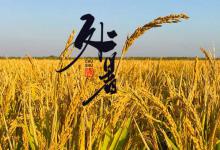 处暑下雨好还是晴天好