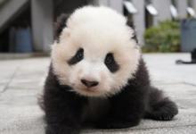 熊猫脸型有哪些