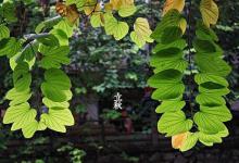 立秋在前还是处暑在前