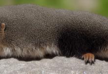 marmot什么牌子