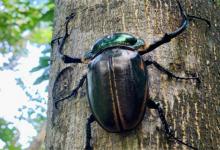 稀有巨型甲虫彩臂金龟现身广东要如何保护珍稀物种