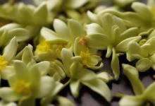漳平水仙茶属于什么茶