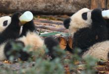 为何熊猫一起喝瓶瓶奶全是抱瓶吹