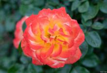 火焰月季优缺点是什么