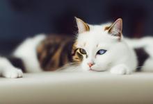 做梦梦见小猫是什么意思