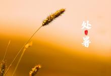 处暑后种什么蔬菜最好