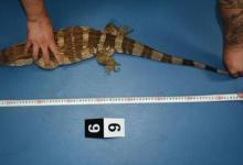 ​萌“异宠”非法交易平台不能总是留“口子”要如何解决