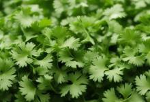 梦见香菜是什么意思