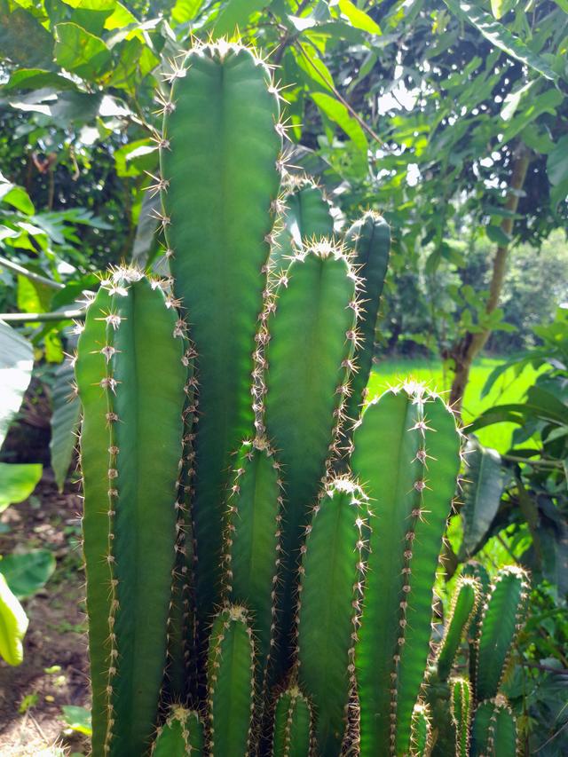 仙人掌多久开花一次?有多少品种