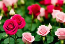 月季花代表什么含义