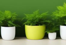 办公室放什么绿植风水好