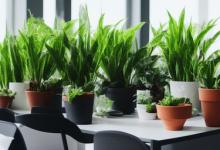 办公室什么植物好养