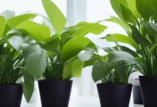 办公室什么植物好养活