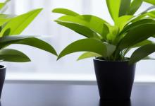 办公室什么植物去甲醛