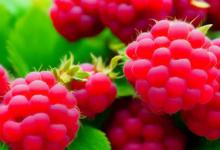 raspberry是什么水果