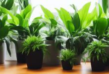 办公室放什么绿植防小人