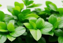 办公室放什么绿植好