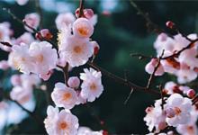 ​冬天开什么花冬天开的花有什么花