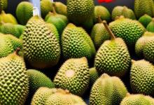 办公室可以放榴莲吗
