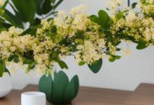 办公室可以放槐花吗