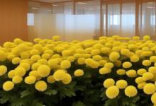 办公室可以放麦秆菊吗