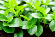 办公室养什么绿植聚财