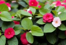 办公室可以放茶花凤仙吗