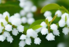 办公室可以放香雪兰吗
