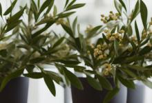 办公室可以放橄榄花吗