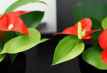 办公室可以放红掌吗