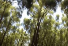 办公室可以放苞舌兰吗