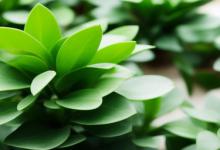 办公室什么绿植招财最好