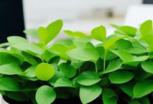 办公室什么绿植好