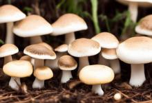 种蘑菇需要什么材料