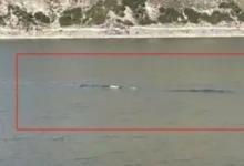 天山天池疑拍到水怪 游客拍下15米长不明生物