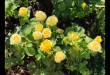 蔷薇花、月季花、玫瑰花，这3种花你是怎么区分的？