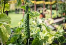 黄瓜的种植方法和管理技术，9月应该如何养护