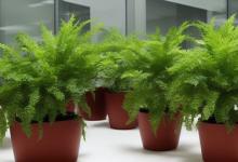办公室放什么植物辟邪