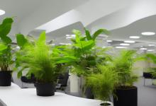办公室放什么植物好又旺财