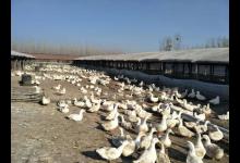 引起鸭痛风的主要原因是什么？鸭痛风的原因有哪些？本文讲解