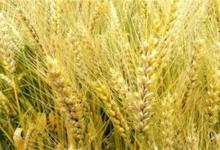 大麦和小麦的区别你们知道多少？看完文章刷新你的认知