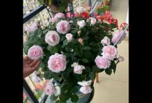 这3种“致病花”，别养在客厅和卧室，劝你赶紧搬走！