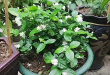 养花施肥！1瓶肥料十几块，去农资店买，两斤肥料才10块！