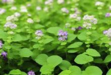 农村人叫的荆芥是什么东西